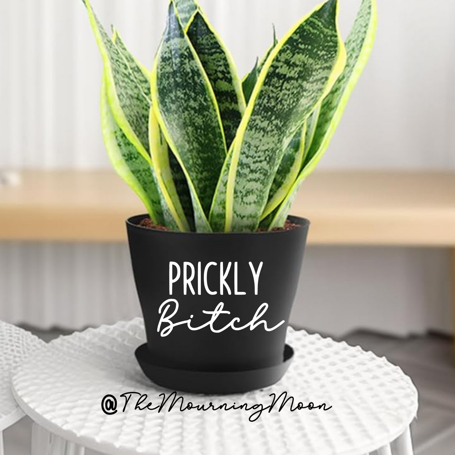 Prickly bitch plant pot
